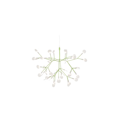 Heracleum III Hangandi Ljós